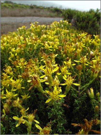 sm 244 Mock Heather.jpg - Mock Heather (Ericameria ericoides): These natives grew numerously among the sand dunes.